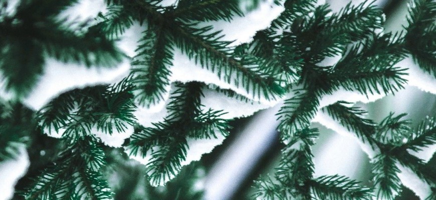 В Ленинградской области можно законно срубить елку | 19.12.2023 |  ЛенОбласть - БезФормата